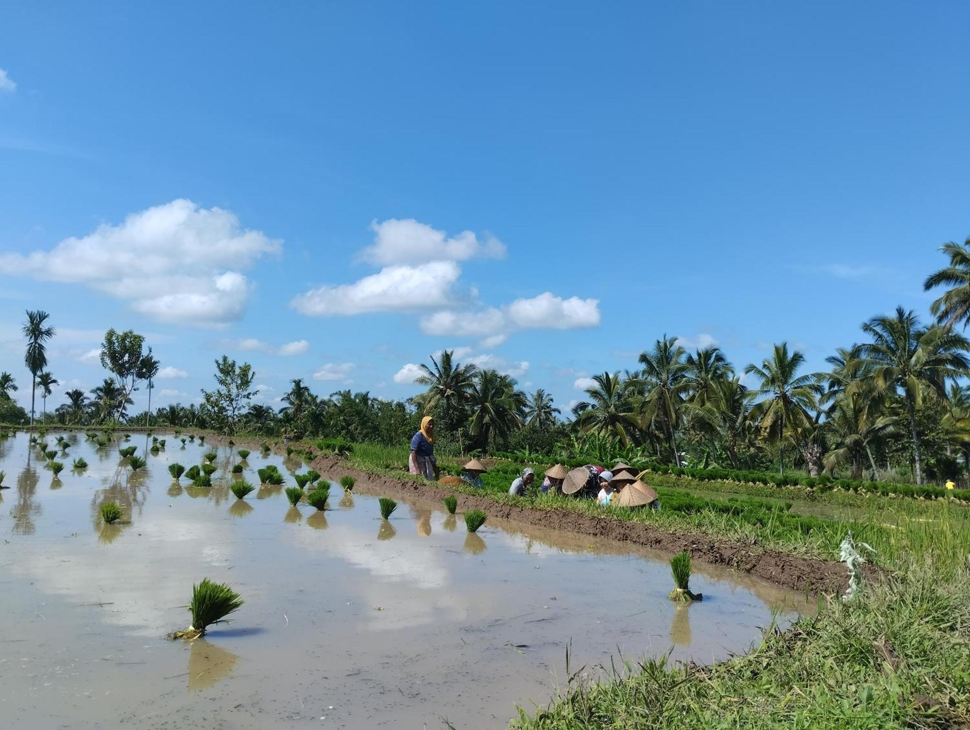 Rice Field Inn - Lombok Tetebatu Buitenkant foto